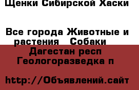 Щенки Сибирской Хаски - Все города Животные и растения » Собаки   . Дагестан респ.,Геологоразведка п.